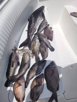 Fishing in Wrightsville Beach, North Carolina