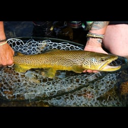 Fishing in Sheridan, Montana