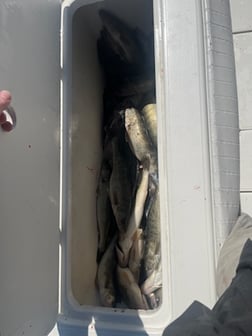 Fishing in Oak Harbor, Ohio