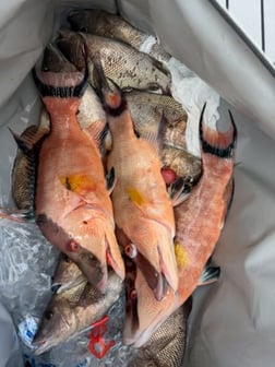 Fishing in Holmes Beach, Florida
