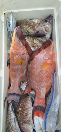 Fishing in Sarasota, Florida