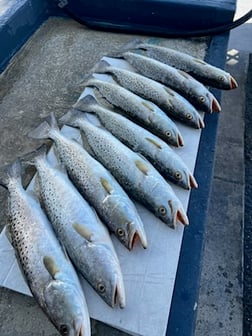 Fishing in Tarpon Springs, Florida