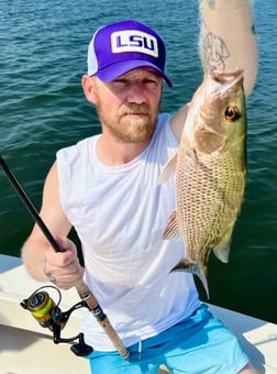 Mangrove Snapper Fishing in Tampa, Florida