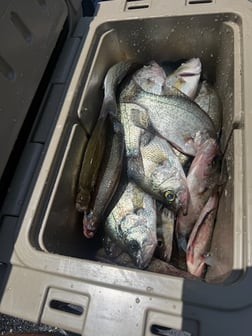 Fishing in Mount Gilead, North Carolina