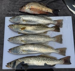 Fishing in St. Petersburg, Florida