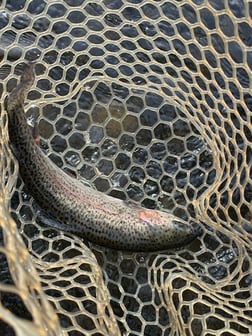 Fishing in Broken Bow, Oklahoma