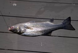 Fishing in Stone Harbor, New Jersey