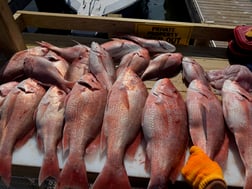 Fishing in South Padre Island, Texas