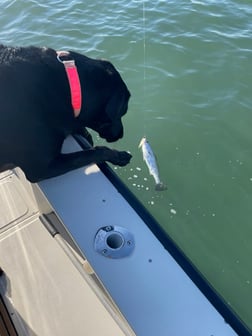 Fishing in Galveston, Texas