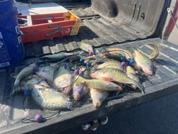 Fishing in Warsaw, Missouri
