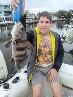 Black Drum Fishing in Clearwater, Florida