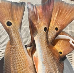 Fishing in South Padre Island, Texas