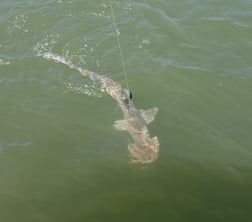 Fishing in North Charleston, South Carolina