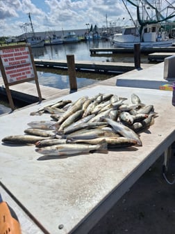 Fishing in Lafitte, Louisiana
