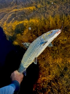 Fishing in Palmetto Bay, Florida