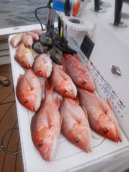 Fishing in Gulf Breeze, Florida