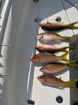 Fishing in Key Largo, Florida