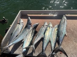 Fishing in Largo, Florida