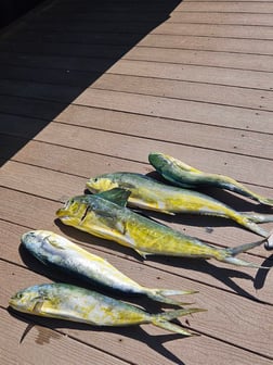Fishing in Fort Lauderdale, Florida