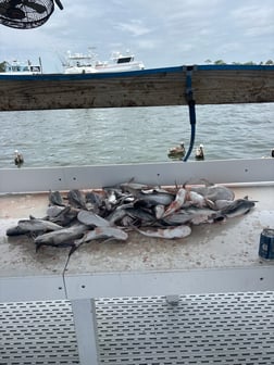Fishing in Orange Beach, Alabama