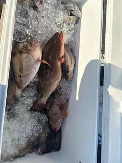 Fishing in Redington Shores, Florida