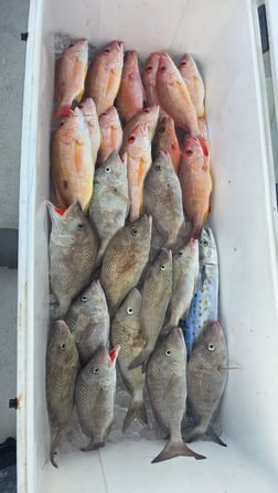 Fishing in Sarasota, Florida
