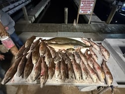 Fishing in Lafitte, Louisiana