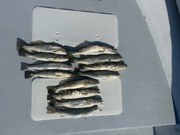 Fishing in Saint James City, Florida