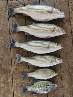 Fishing in Kingston, Oklahoma