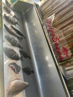 Fishing in D'Iberville, Mississippi