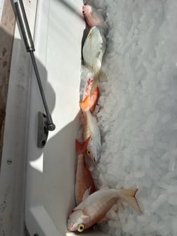 Fishing in Miami, Florida