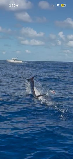 Fishing in Key Largo, Florida