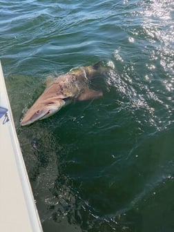 Fishing in Ocean City, Maryland