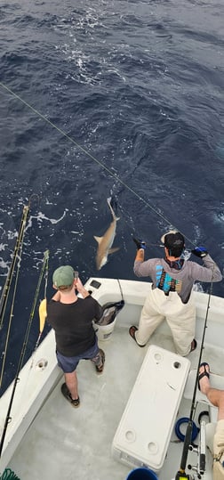 Fishing in Fort Lauderdale, Florida