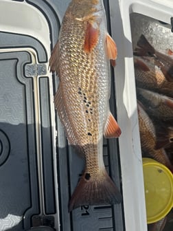 Fishing in Saint Bernard, Louisiana