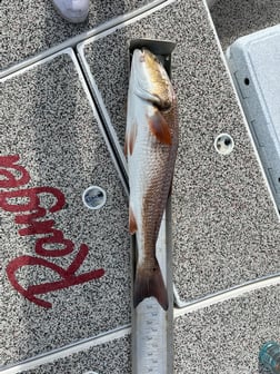 Mangrove Snapper fishing in Holmes Beach, Florida