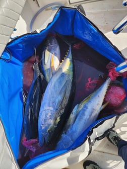 Fishing in Cabo San Lucas, Mexico