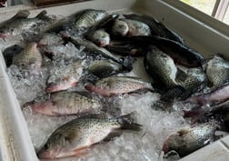 Fishing in Willis, Texas