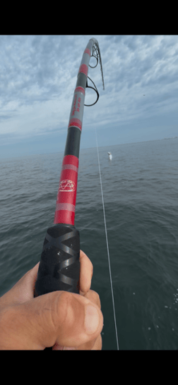 Fishing in Holmes Beach, Florida