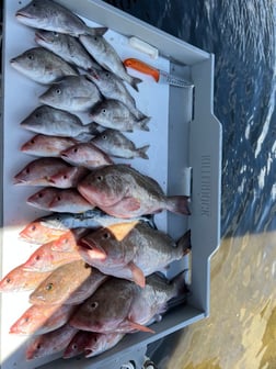 Fishing in Sarasota, Florida