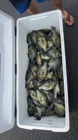 Fishing in Clewiston, Florida