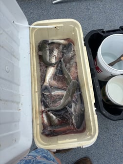 Fishing in Orange Beach, Alabama