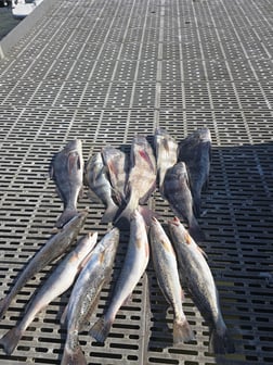 Fishing in Houston, Texas