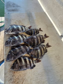 Fishing in Orange Beach, Alabama