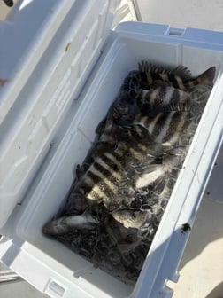 Fishing in Sarasota, Florida