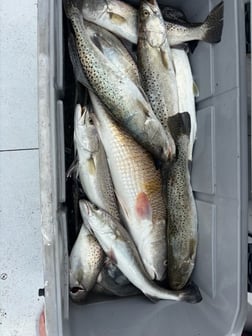 Fishing in Aransas Pass, Texas