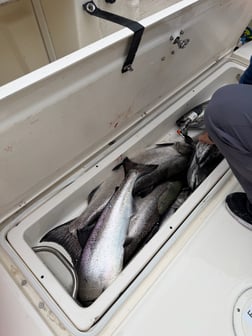 Fishing in Wyandotte, Michigan