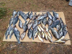 Fishing in Wrightsville Beach, North Carolina