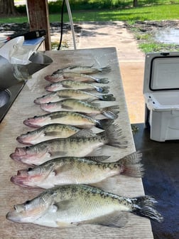 Fishing in Sardis, Mississippi
