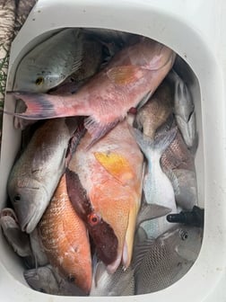 Fishing in Tampa, Florida